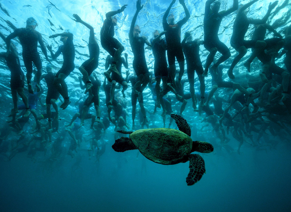 Зеленая морская черепаха на Гавайях