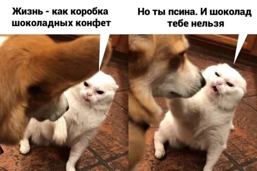 Зверский юмор, КОТОФейный 