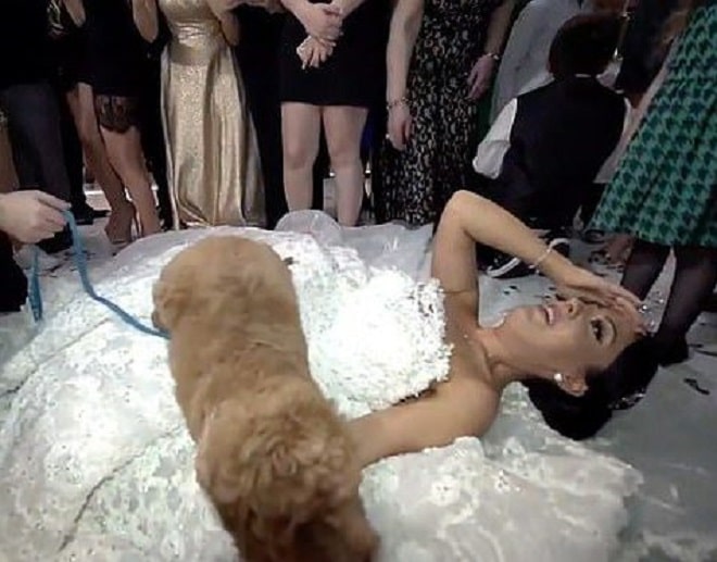 Упала от радости: невеста прямо на свадьбе неожиданно получила «лохматый подарок» истории из жизни