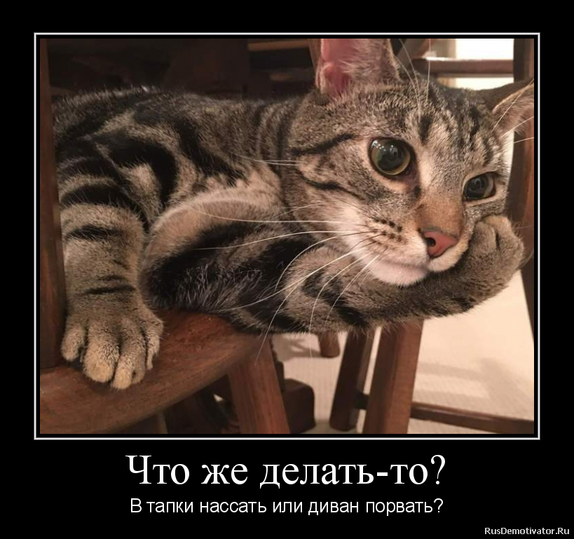 Про американца и хитрую бабульку животные,Истории из жизни,позитив