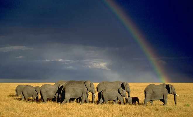 Стадо слонов уже год движется на север и не останавливается. Ученые пытаются понять их цель Стадо слонов уже год движется на север и не останавливается. Ученые пытаются понять их цель Культура