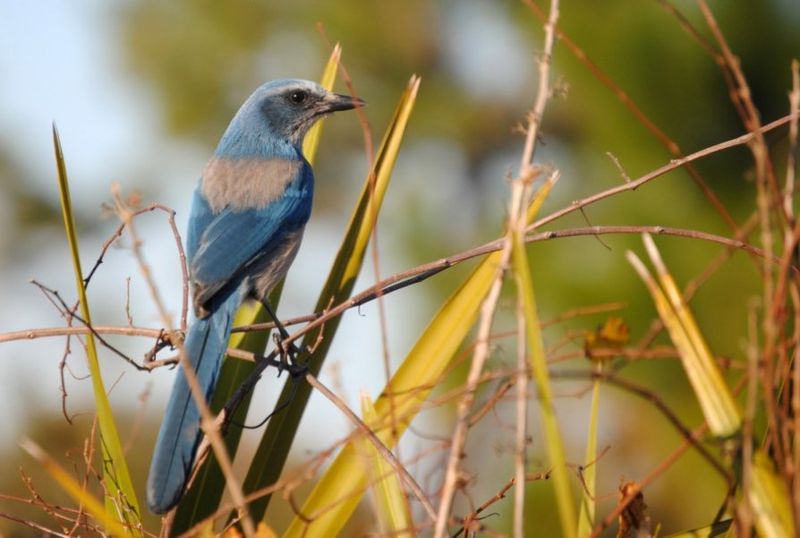 Голубая кустарниковая сойка — эндемик Флориды (США)