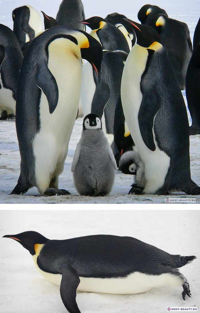 Красивые пингвины: Императорский пингвин. CC0
