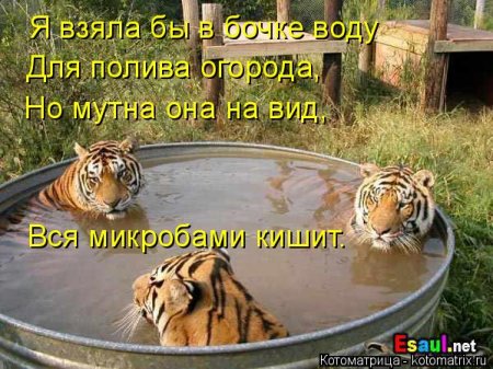 Не только котоматрицы.