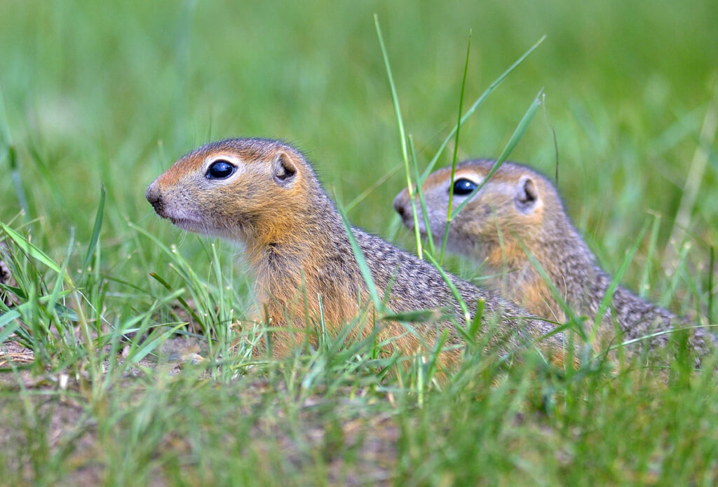 Встречи с дикой природой