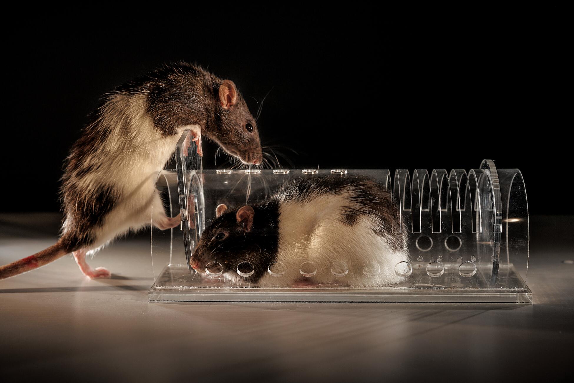 Изображение коричнево-белой крысы, по-видимому, пойманной в ловушку в стеклянной трубе, расположенной сбоку, а похожая на нее крыса взбирается на нее