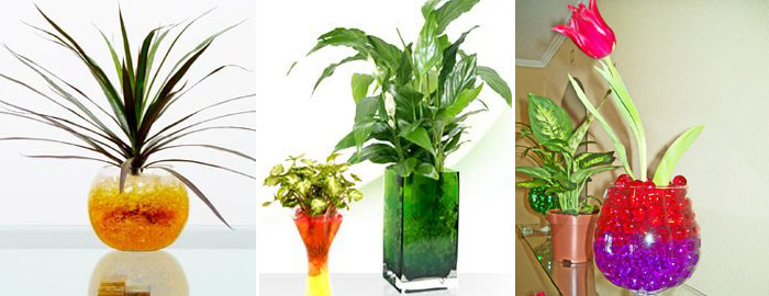 какие комнатные растения можно выращивать в гидрогеле