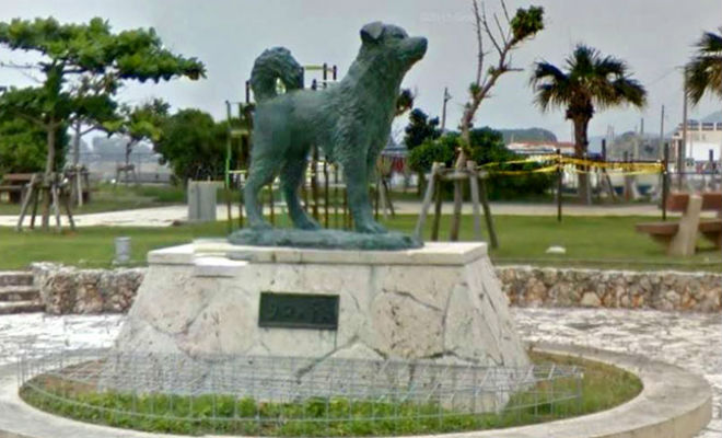 Мужчина не мог понять, куда уплывает его пес: собака узнала дорогу на соседний остров Культура