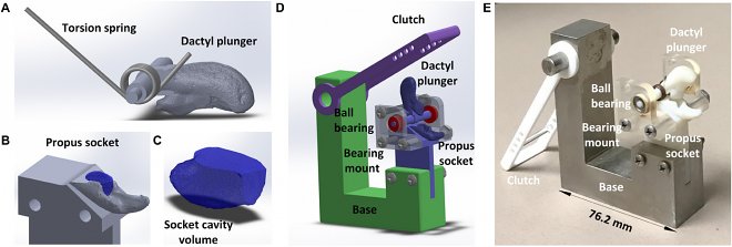 Раки-богомолы помогли создать новое оружие, способное пробивать камни гаджеты