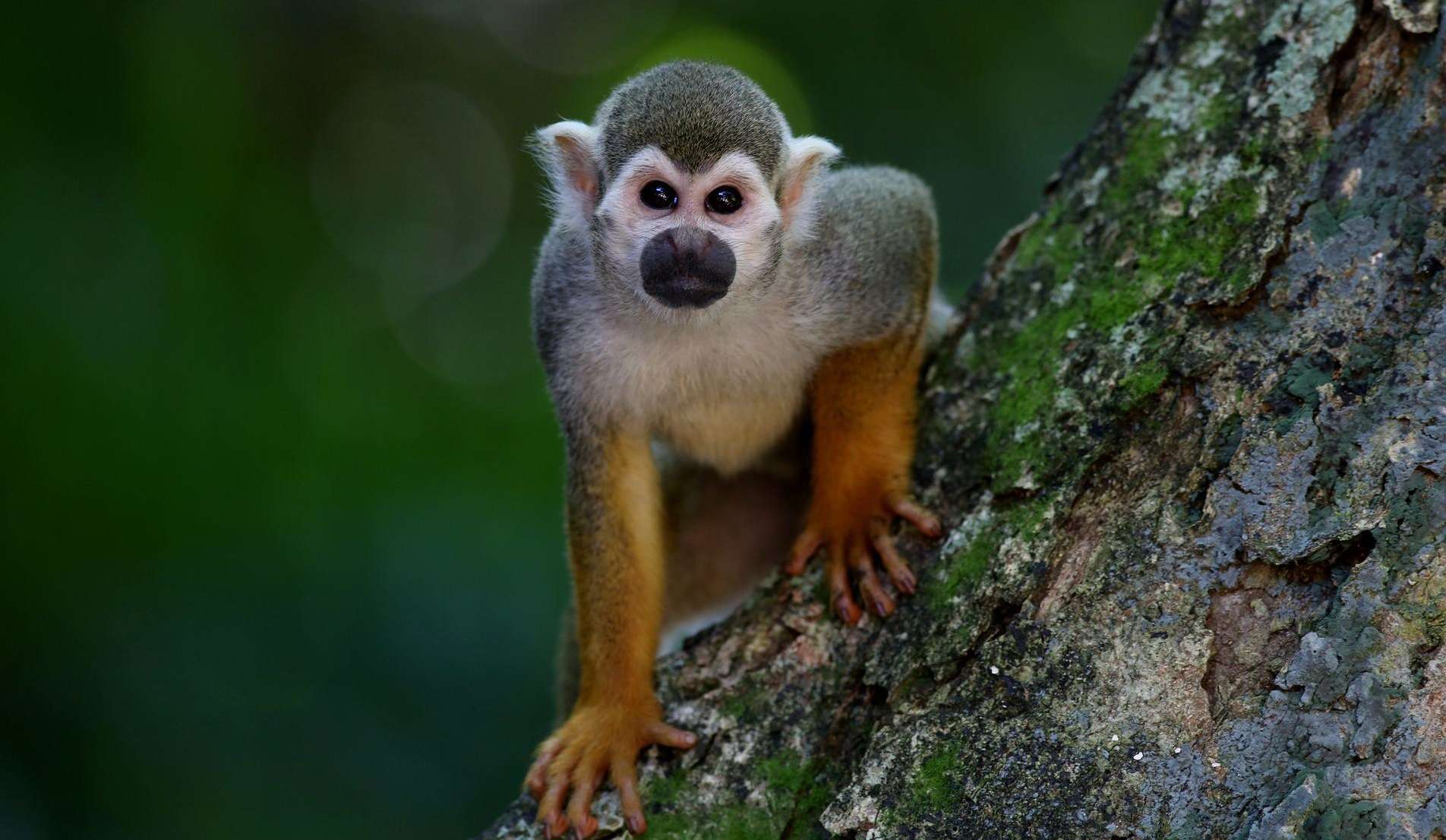 Роспотребнадзор заявил об отсутствии случаев заражения оспой обезьян в России