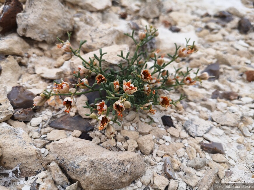 Там, где сбываются мечты поездка,путешествие,страны,туризм