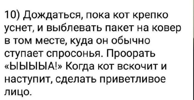 Десять вещей, которые каждый кошатник должен сделать со своим котом