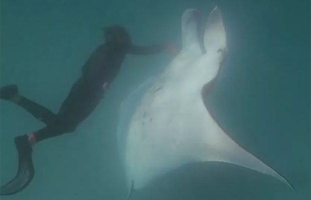 Трехметровый морской дьявол приплыл за помощью к людям Трехметровый морской дьявол приплыл за помощью к людям животные,природа,спасение