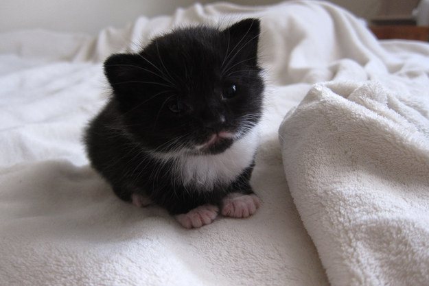 This mini mustache kitten who has the cutest toes.