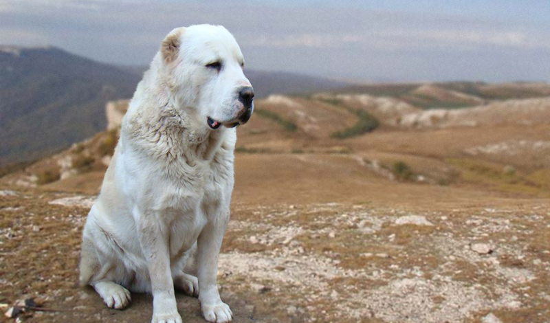 Лучшие сторожевые собаки