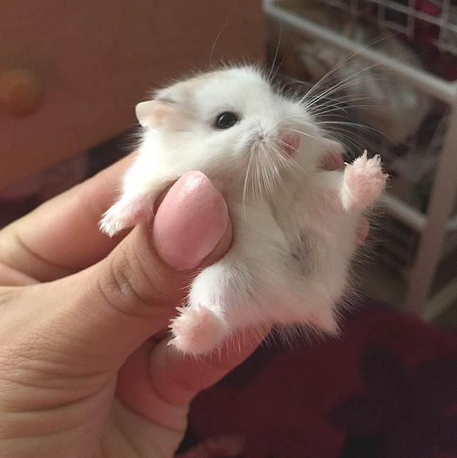 Животные, которые дарят позитив. Только посмотрите!