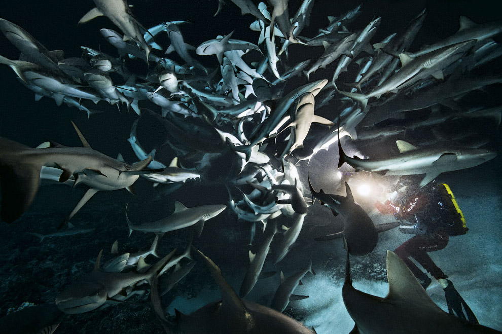 Shark Feeding Frenzy Shark Feeding Frenzy