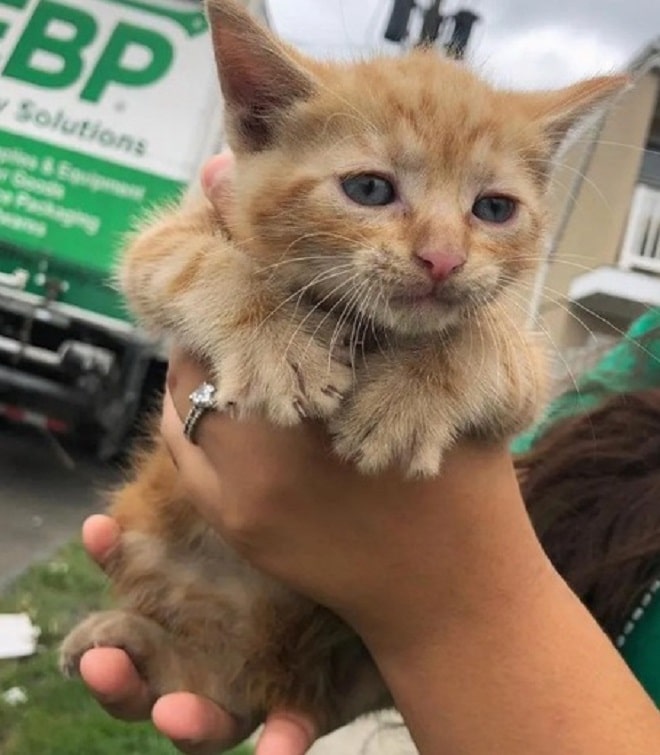 Котенок боится