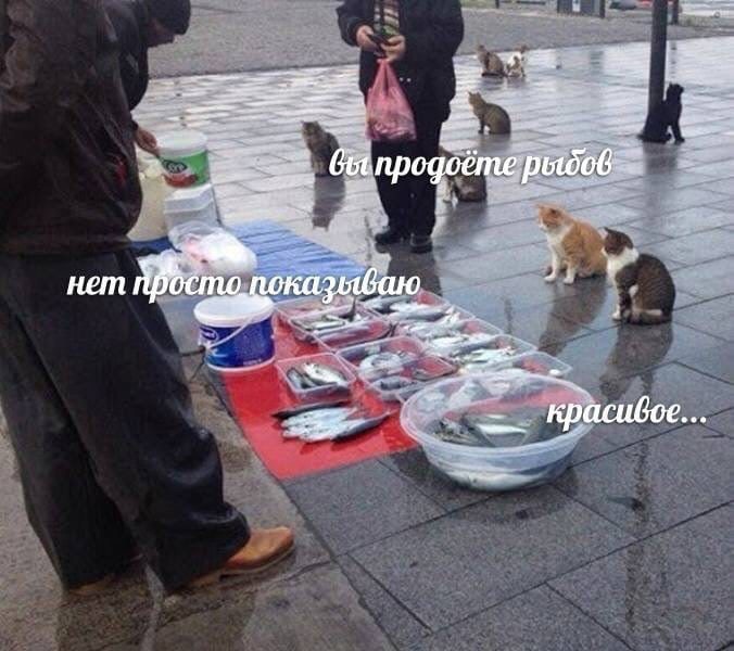 вы продоёте рыбов