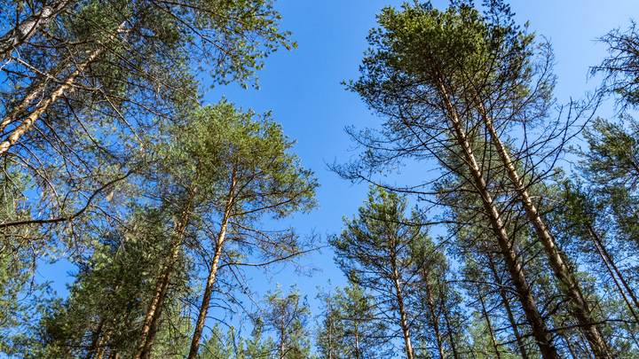 Имеют право: Японцы вырубят миллионы гектаров русского леса