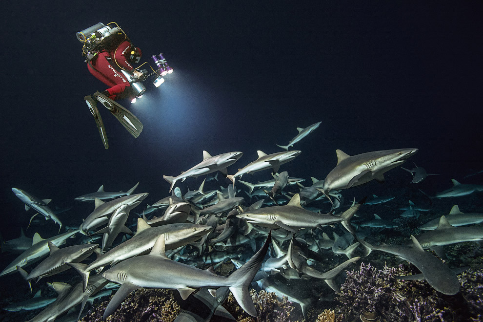 Shark Feeding Frenzy Shark Feeding Frenzy