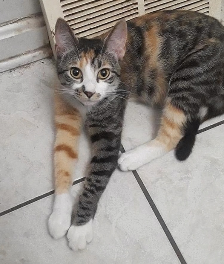 15 удивительных вещей, которые вы точно никогда ещё не видели 15 удивительных вещей, которые вы точно никогда ещё не видели