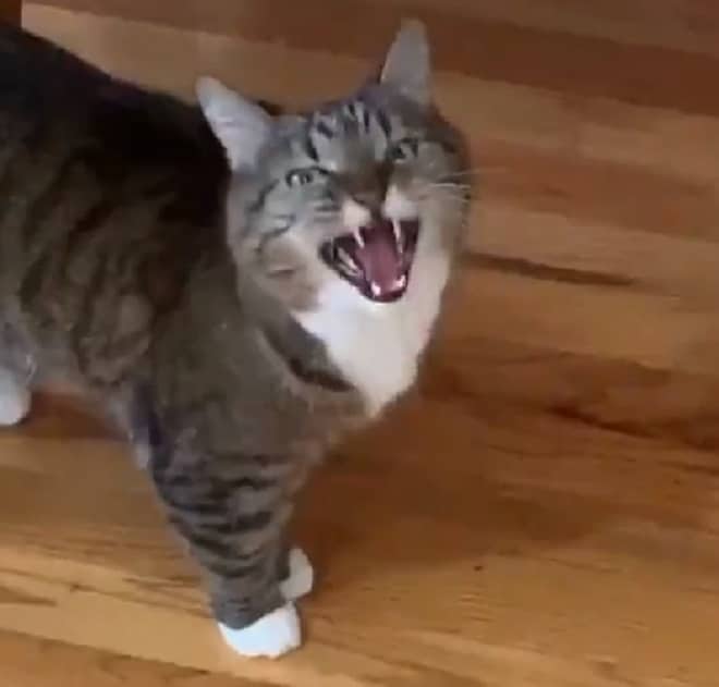 Кошка орет