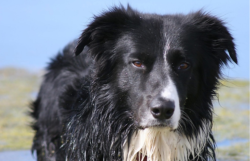 Просто лохматый злющий чёрный урод...