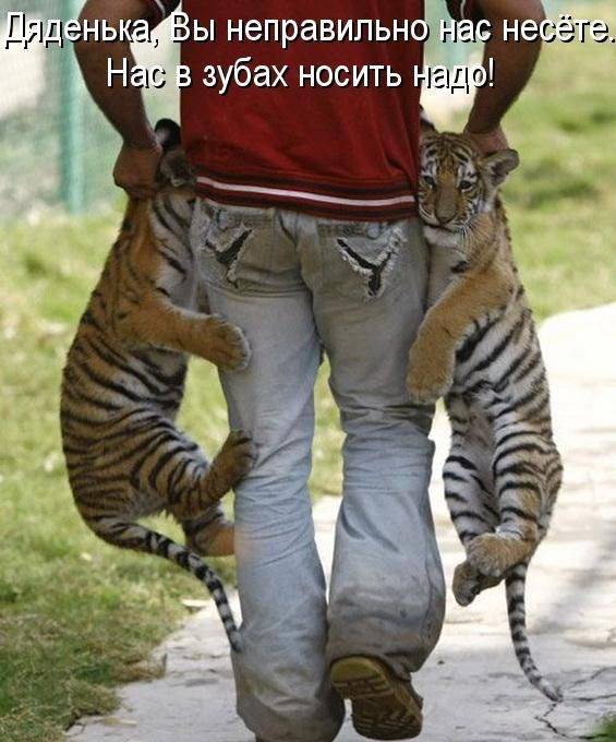 Отцветёт морошка И капустный лист, По шоссе шагает Ёжик-фаталист...)) веселые картинки