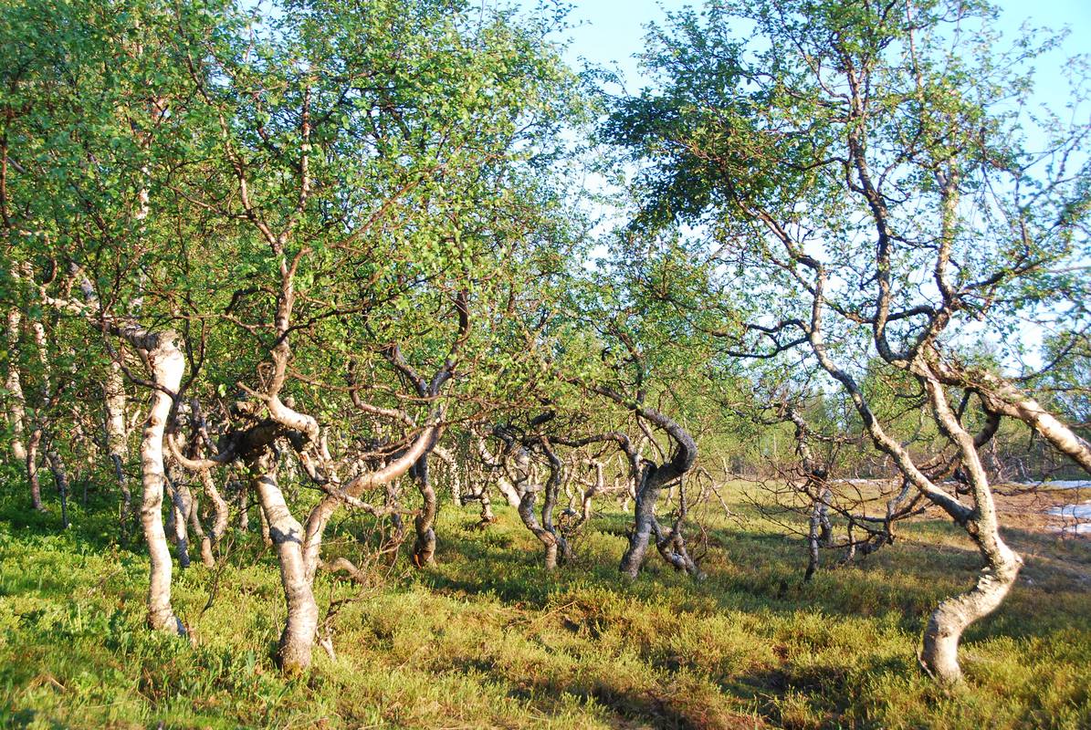 Северный Урал. По стране каменных городов Северный Урал. По стране каменных городов природа