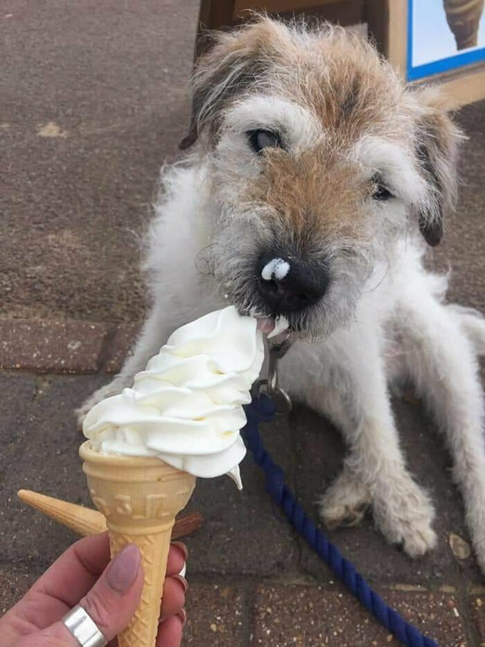 Хоспис для брошенных собак: медсестра даже на пенсии нашла способ помогать нуждающимся 