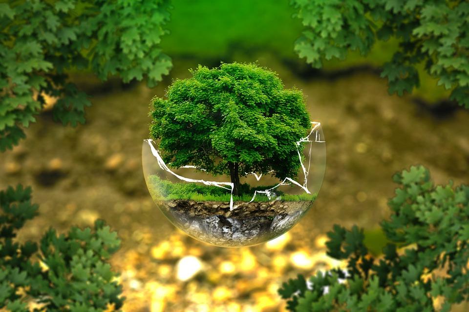 Экология/pixabay.com