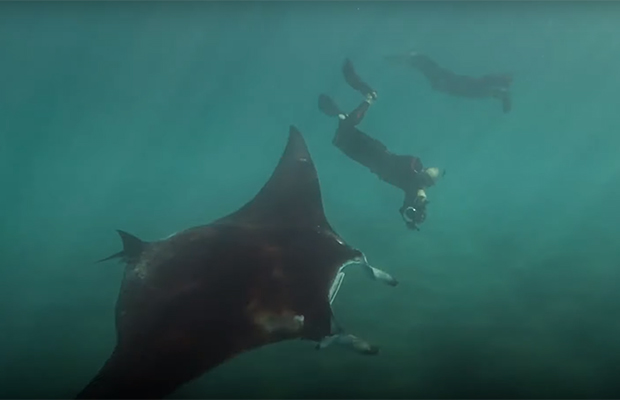 Трехметровый морской дьявол приплыл за помощью к людям Трехметровый морской дьявол приплыл за помощью к людям животные,природа,спасение