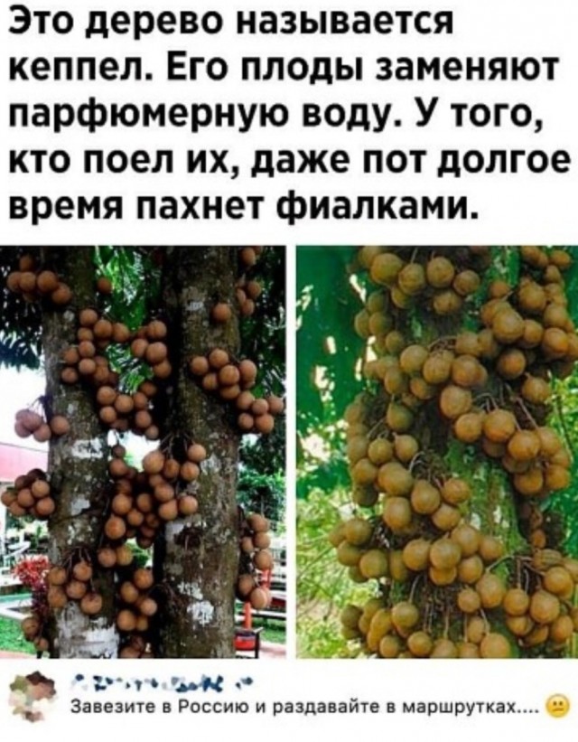 Юмор на любителя