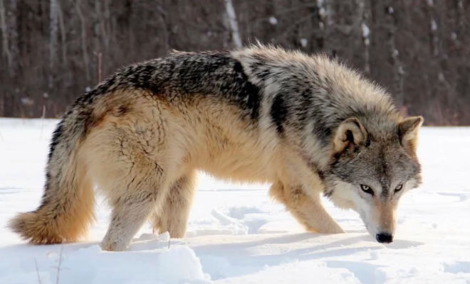 Лесник 3 дня завоевывал доверие волка: потом подошел и выручил из ледяного плена Донни, понял, своей, чтобы, рядом, решил, волки, волчица, человека, волка, попавшего, Аляске, теперь, доверие, подпустила, ближе, второй, животнымиТолько, прямо, лагерь
