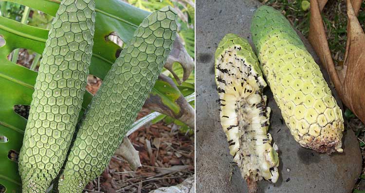 23 самых необычных фрукта и овоща, которые встречаются в природе 23 самых необычных фрукта и овоща, которые встречаются в природе