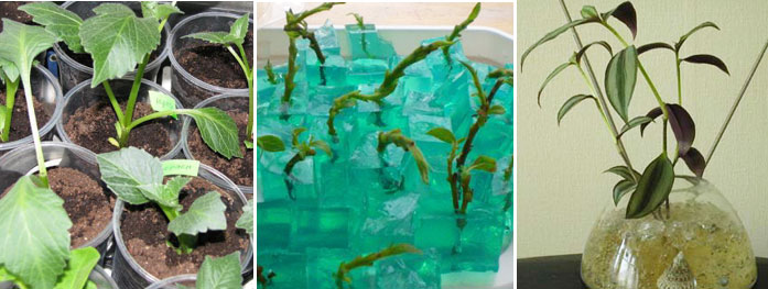 какие комнатные растения можно выращивать в гидрогеле