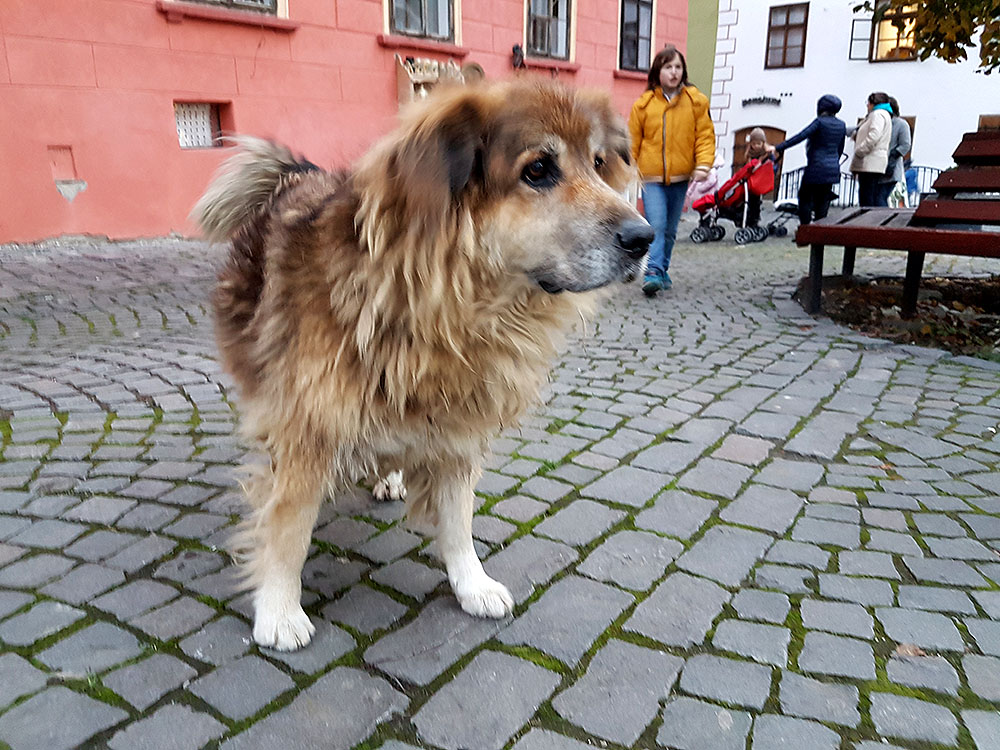 Сигишоара. Самый красивый город в Трансильвании Сигишоара. Самый красивый город в Трансильвании авиатур,автотуризм,виза,гид,города,заграница,мир,отдых,отпуск,поездка,путешествие,Румыния,самостоятельные путешествия,страны,тур,туризм,турист,экскурсионный тур