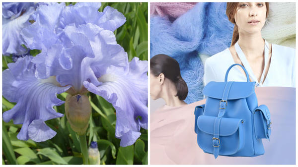 Ирис сорт Delta Blues и цвет серенити в модном тренде, фото сайта hochu.ua