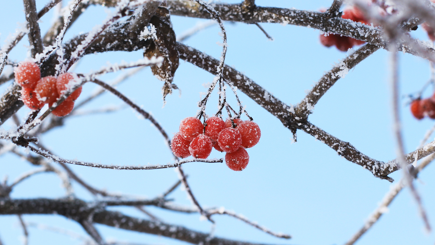 Не только красные ягоды: почему некоторые виды калины цветут зимой калина, растения, России, калины, цветы, растение, Viburnum, время, Сибири, бутоны, условиях, почти, настоящие, цветение, украшают, который, цветут, белые, соцветия, февраль