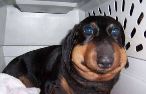 10 собак пожалевших о своей встрече с пчелой истории из жизни