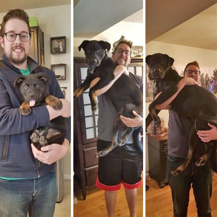 Любителям собакенов: большие собаки созданы для людей с огромным сердцем 