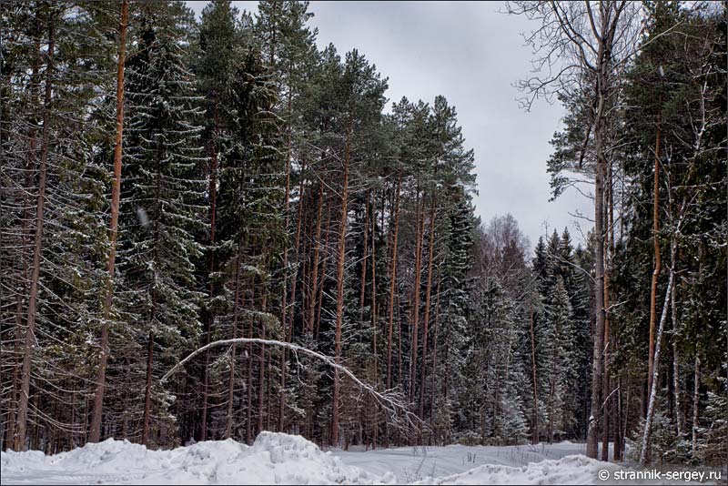 Еловый лес зимой