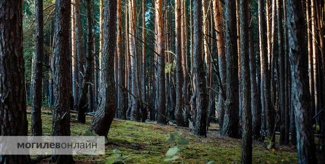 По всей Могилевской области посещение лесов ограничено, а в Кировском, Кличевском и Бобруйском районах - запрещено.
