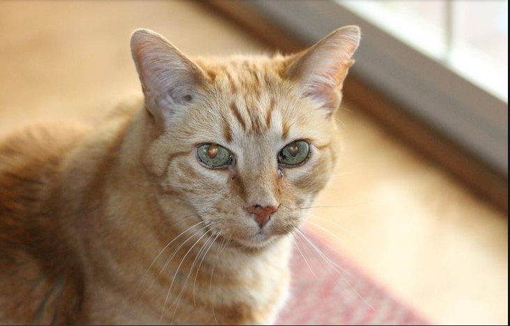 Как выглядят коты, когда стареют картинки,супер