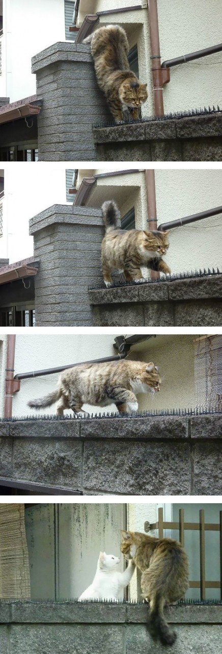 2. Любовь — боль. котики, коты, кошки, любовь., чувства