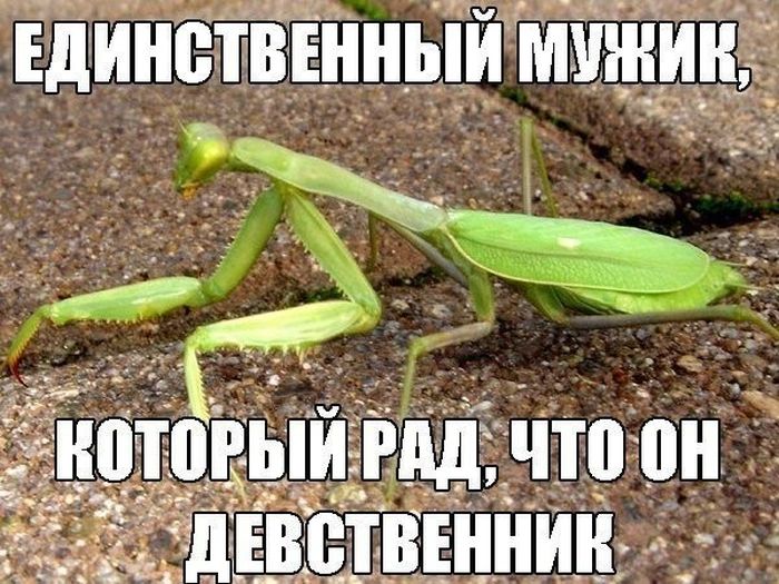 Смешные картинки с надписями для поднятия настроения (11 фото)