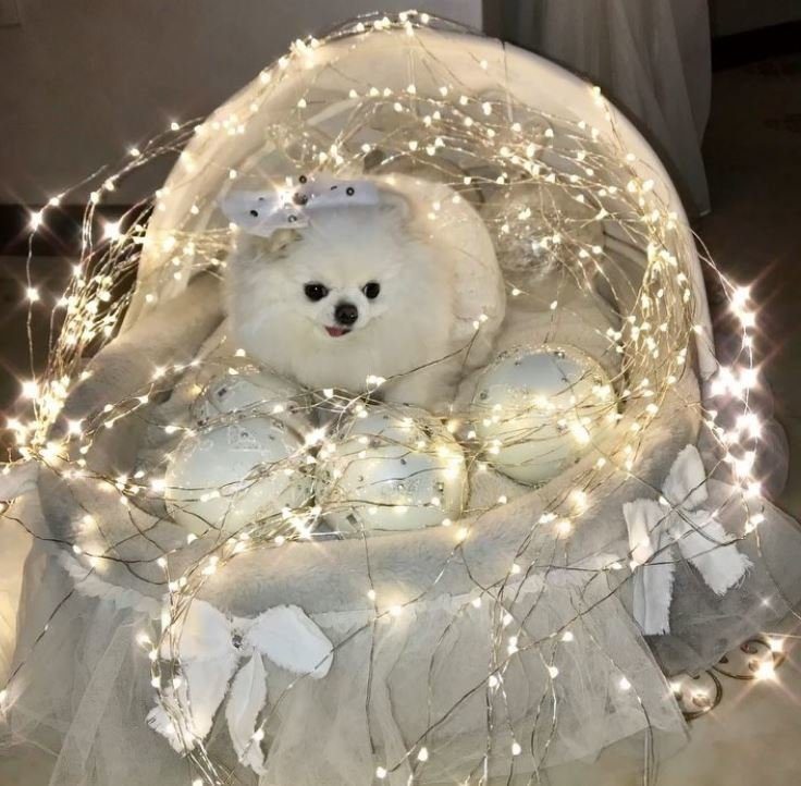 Новогодние собачки