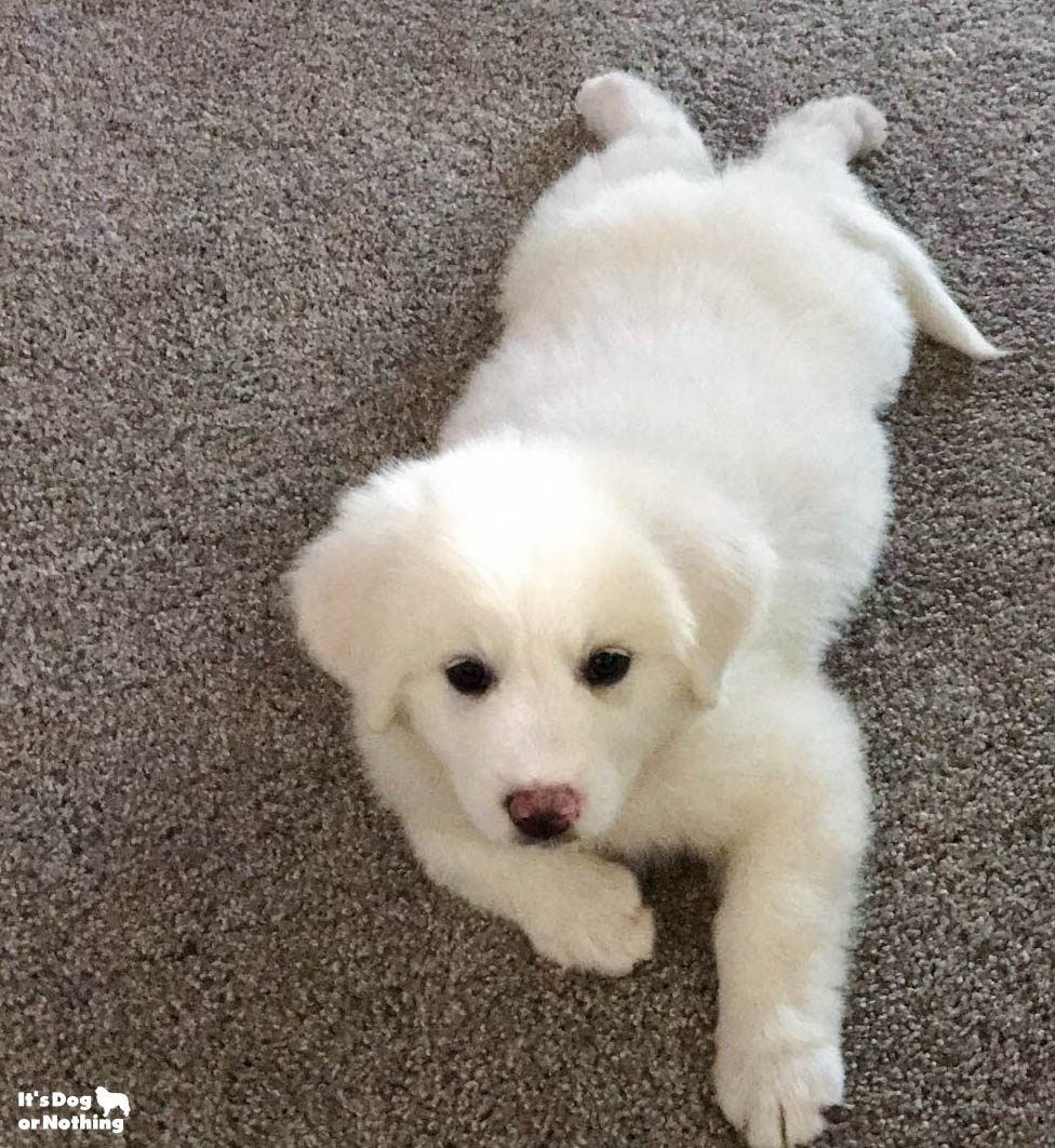 Kiska, our Great Pyrenees puppy, at 8 weeks.