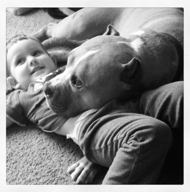 pitbul2